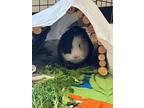 Ricky Bobby, Guinea Pig For Adoption In Burnaby, British Columbia