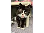 Gucci, Domestic Shorthair For Adoption In Gillette, Wyoming