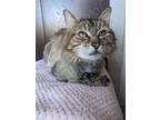 Tiger, Domestic Longhair For Adoption In Seattle, Washington