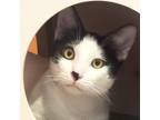 Tripp, Domestic Shorthair For Adoption In Scottsdale, Arizona