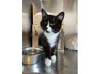 Carly, Domestic Shorthair For Adoption In Burnaby, British Columbia