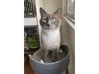 Captain, Domestic Shorthair For Adoption In Burnaby, British Columbia