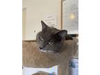 Cat Stevens, Domestic Shorthair For Adoption In Burnaby, British Columbia