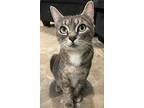 Luna, Domestic Shorthair For Adoption In Vancouver, Washington