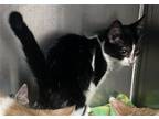 Patricia, Domestic Shorthair For Adoption In Stanhope, New Jersey