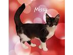 Missy #sweet-and-playful, Domestic Mediumhair For Adoption In Houston, Texas