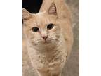 Honey, Domestic Shorthair For Adoption In Fremont, Nebraska