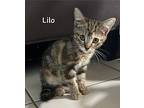 Lilo, Domestic Shorthair For Adoption In Fort Pierce, Florida