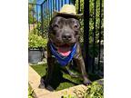 Maverick, American Staffordshire Terrier For Adoption In Redlands, California