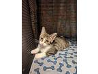 Thumper (bambi Litter) Special Needs: Tri-pod, Domestic Shorthair For Adoption