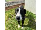 Charlie Brown, Labrador Retriever For Adoption In Tangent, Oregon