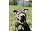 Jamie Lee, American Staffordshire Terrier For Adoption In Stamford, Connecticut