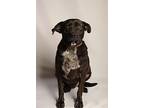 Ronaldo, Labrador Retriever For Adoption In Langley, British Columbia