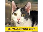 Dollar, Domestic Shorthair For Adoption In Walnut Creek, California