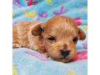 Maltipoo Puppy for sale in Fremont, OH, USA