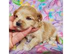 Maltipoo Puppy for sale in Fremont, OH, USA