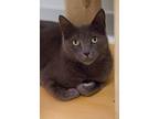 Cailyn, Domestic Shorthair For Adoption In Grayslake, Illinois