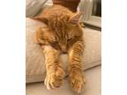 Richard Parker, Domestic Shorthair For Adoption In Toronto, Ontario