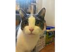 Grumbelina *must Be Adopted With Cornelius*, Domestic Shorthair For Adoption In