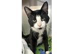 Carlos, Domestic Shorthair For Adoption In Prince George, British Columbia