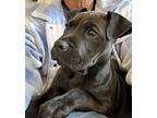 Sam, Terrier (unknown Type, Medium) For Adoption In Warrenton, Missouri