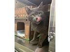 Candy, Domestic Shorthair For Adoption In Cornwall, Ontario