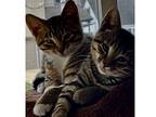 Babbling Brooke & Chatty Cathy, Domestic Shorthair For Adoption In Kalamazoo