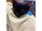 Baby Bell, Domestic Shorthair For Adoption In Grants Pass, Oregon