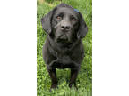 Fred, Labrador Retriever For Adoption In Chester Springs, Pennsylvania