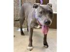 Ethel, American Pit Bull Terrier For Adoption In Eugene, Oregon