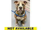 Warren, American Staffordshire Terrier For Adoption In Eugene, Oregon