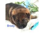German Shepherd Dog Puppy for sale in High Point, NC, USA
