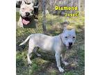 Diamond American Staffordshire Terrier Adult Female
