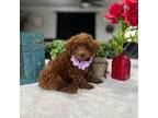 Poodle (Toy) Puppy for sale in Rolla, MO, USA