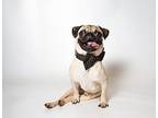 Solecito *special needs* Pug Adult Male