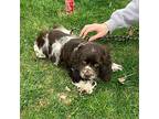 Tucson Cocker Spaniel Puppy Male