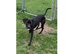 Walker Labrador Retriever Adult Male