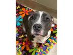 Jelly Belly American Pit Bull Terrier Adult Female