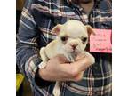Boston Terrier Puppy for sale in Peotone, IL, USA