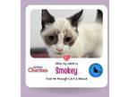 Smokey Snowshoe Kitten Female
