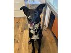 Patriot -LOWER FEE! IN NJ! Border Collie Adult Male