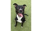 Patch American Pit Bull Terrier Adult Female
