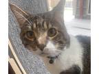 Blaze Domestic Shorthair Senior Male