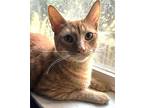 Niko - male Domestic Shorthair Young Male