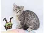 Minnie Mae - CS1 - (Island 7) Domestic Shorthair Kitten Female