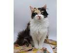 Elliannah Domestic Longhair Young Female