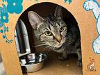 Tallulah Domestic Shorthair Young Female