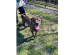 Leroy American Bulldog Adult Male