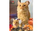 Circus Peanuts Domestic Mediumhair Adult Male