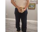 Mutt Puppy for sale in Maria Stein, OH, USA